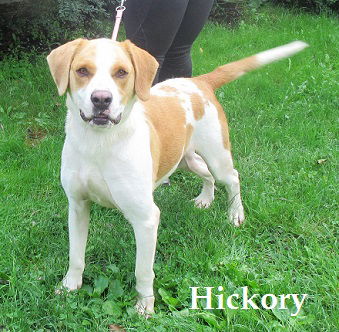 Hickory