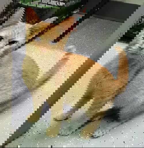 Marvin