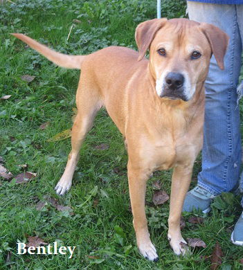 Bentley