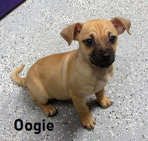 Oogie