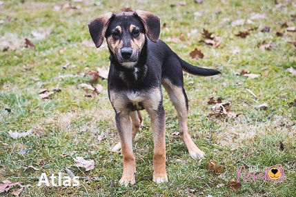 Atlas