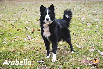 Arabella