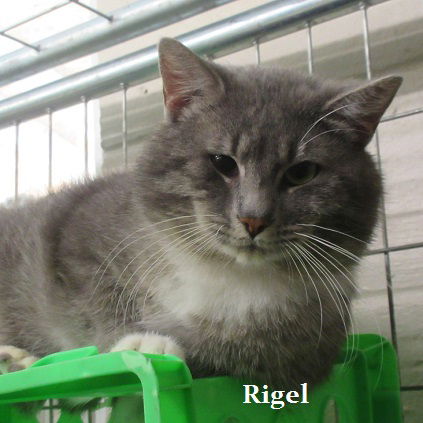 Rigel