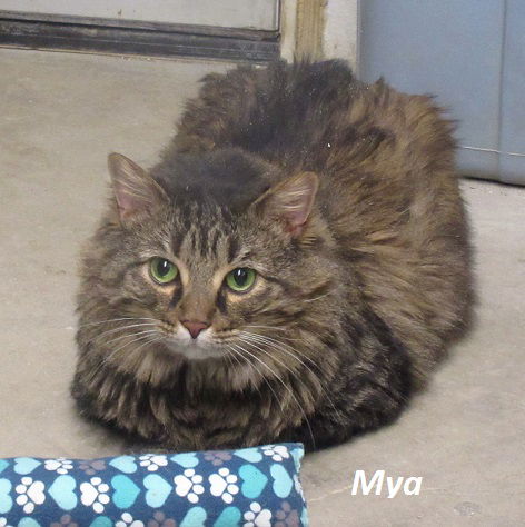 Mya