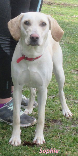 Sophie