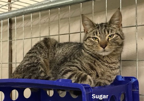 Sugar