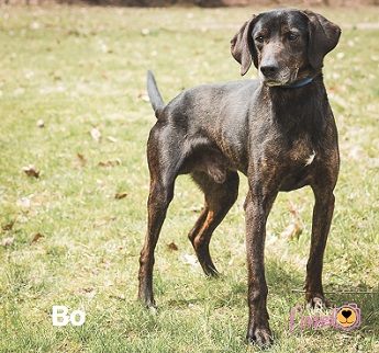 Bo