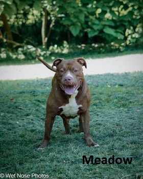 Meadow