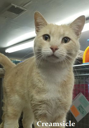 Creamsicle FIV+ Meet me at City Hall