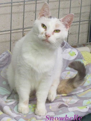 Snowbelle