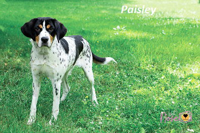 Paisley