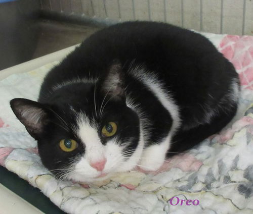 Oreo