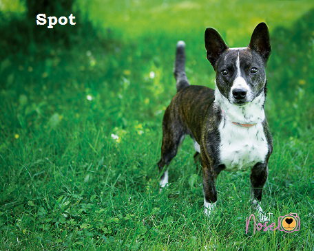 Spot