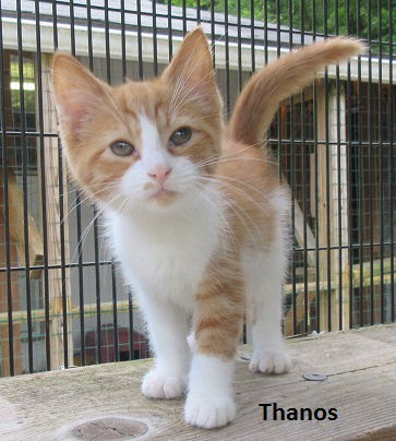 Thanos