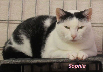 Sophie