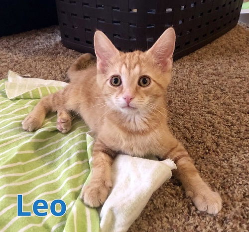 Leo