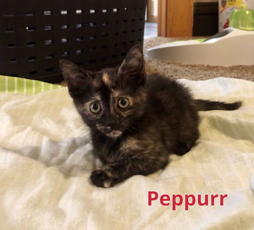 Peppurr