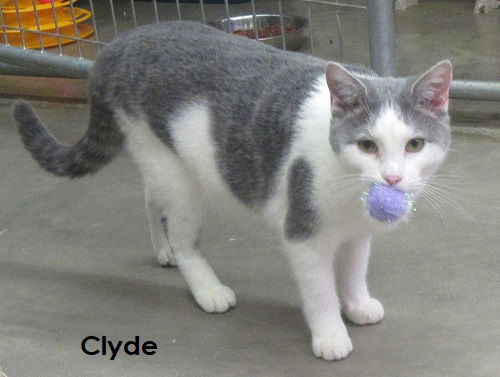 Clyde