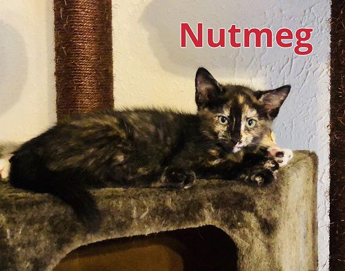 Nutmeg