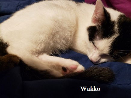 Wakko