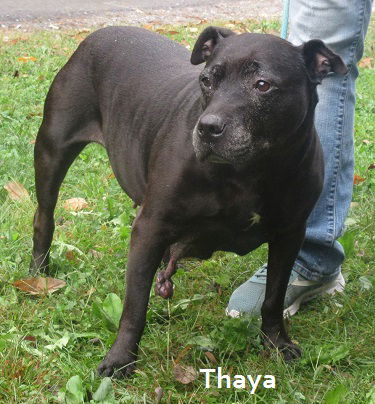 Thaya
