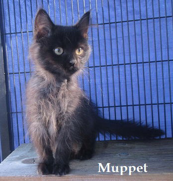 Muppet