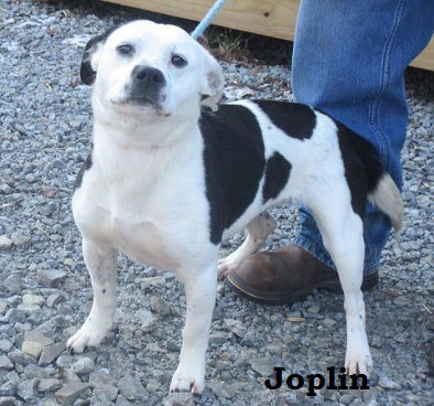 Joplin