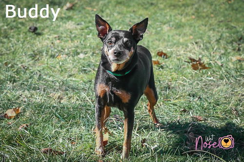 Buddy
