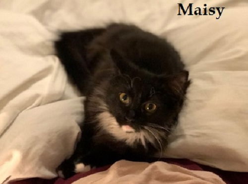 Maisy