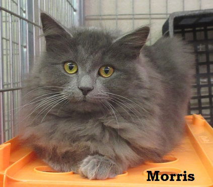 Morris