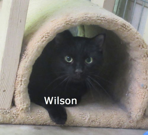 Wilson