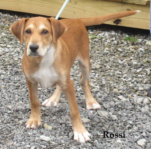 Rossi