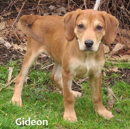 Gideon