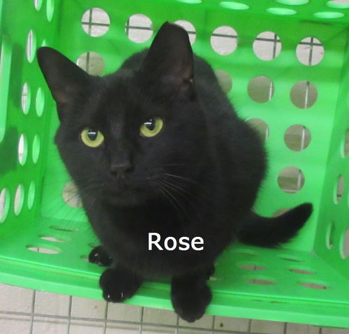 Rose