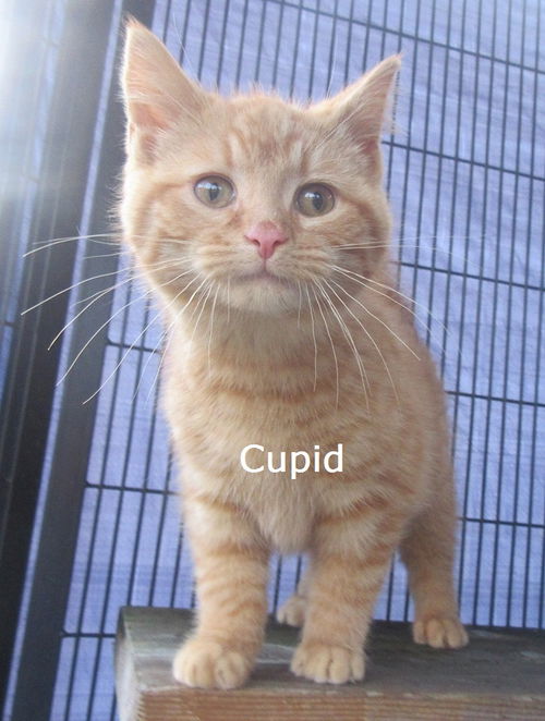 Cupid