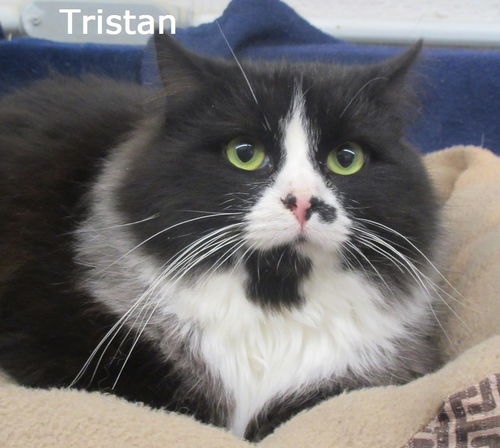 Tristan