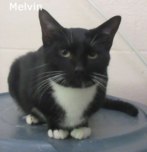 Melvin