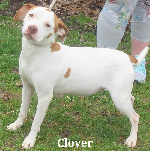 Clover