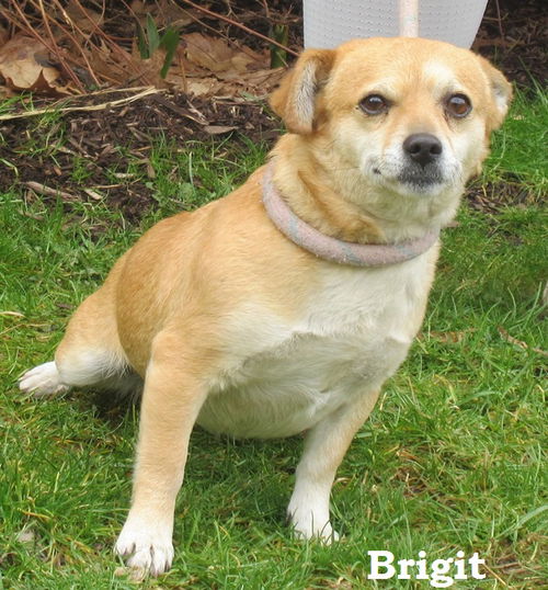 Brigit