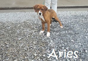 Aries