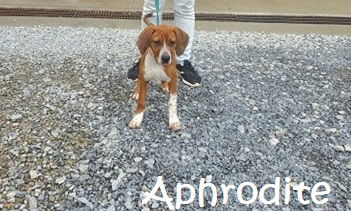 Aphrodite