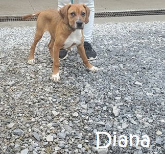 Diana