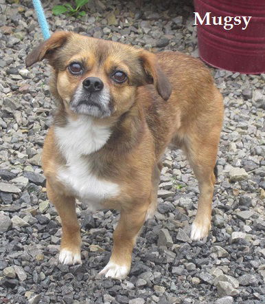 Mugsy