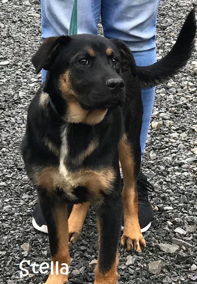 Stella