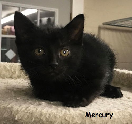 Mercury