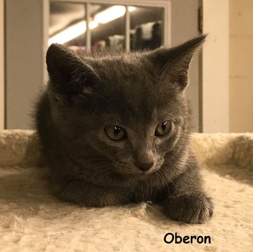 Oberon