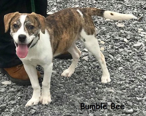 Bumble Bee