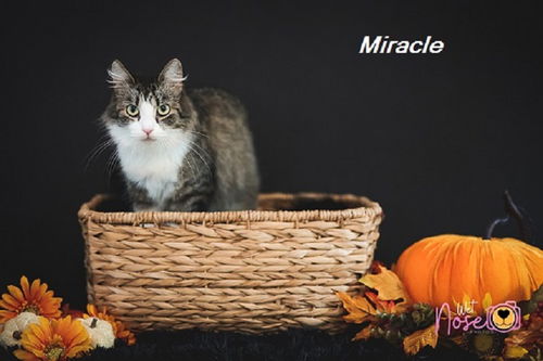Miracle
