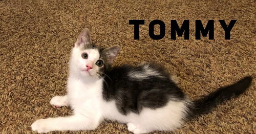 Tommy