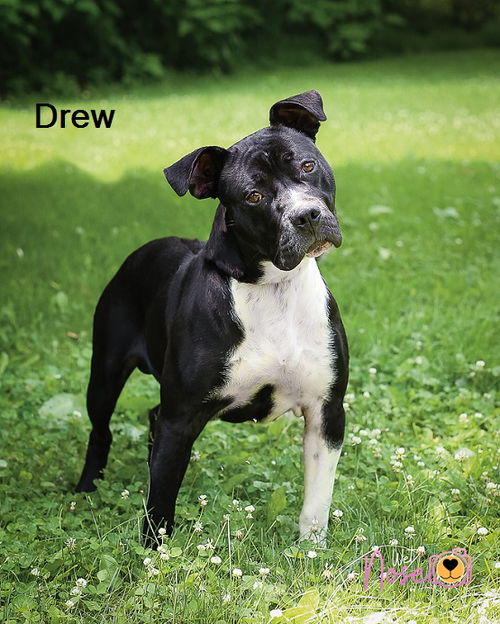 Drew